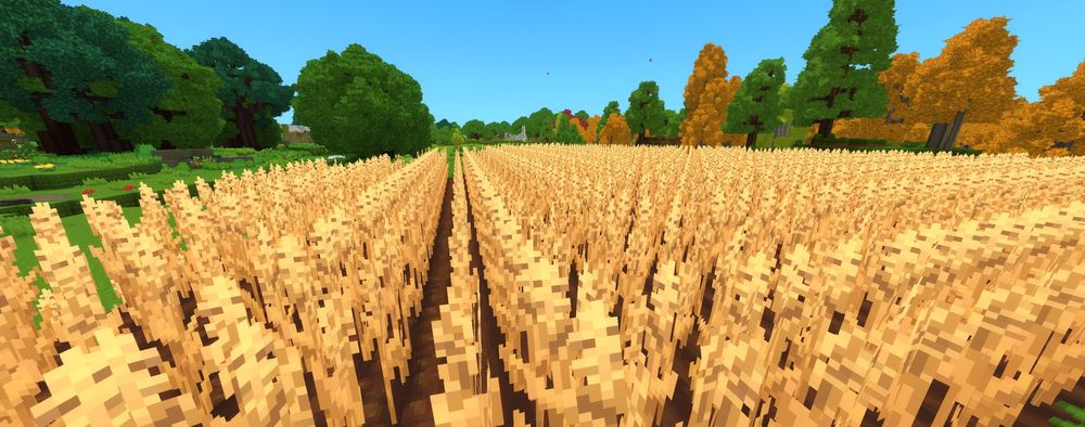 A wheat farm in Hytale.